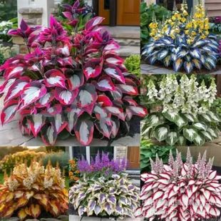 ���羳��؛�����~�������N�����Ի��ܷN���񻨷N�Ӱ��Q�����ݷN��