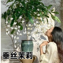 zԴ҃ȻܾGֲ̨̩L܇ֲļ_