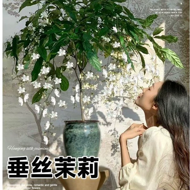 Растение жасмина в горшках