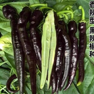 �������N���ļ��N�����߮a�Ϻ�ɫ�����N��������ͥԺ�߲˷N�Ӳ���