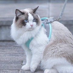 猫の牽引縄は犬の縄を抜けないようにします。夏には専用に猫の縄を散歩します。