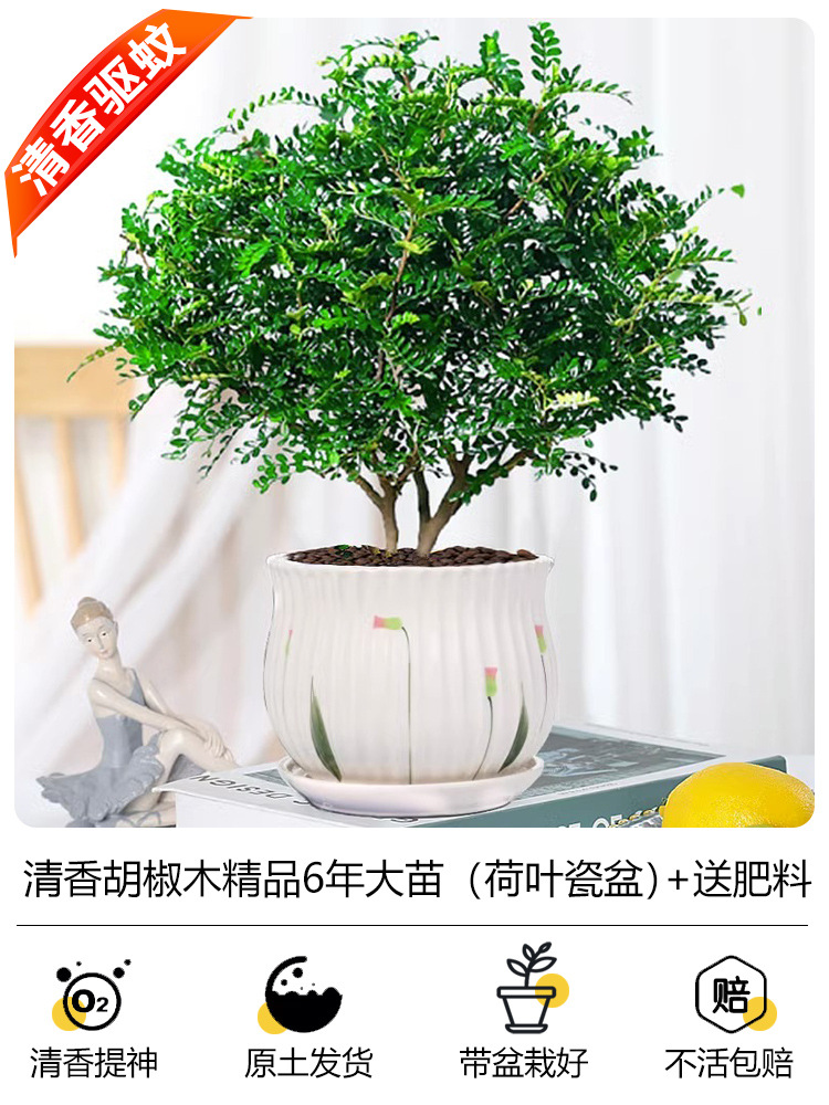 프리미엄 6년근 모기향(연잎 도자기 화분) + 무료비료 + 세람사이트