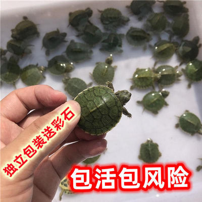 Red-eared wholesale Little Turtle living thing Pet turtle colour Little Turtle Living creatures Red-eared turtles Terrapins Watch Tortoise
