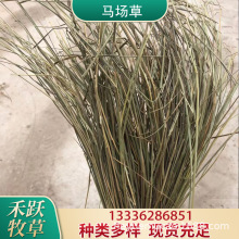 2025新天然马场草羊草碱草干草草料 牧草牛羊草料牛马羊饲料