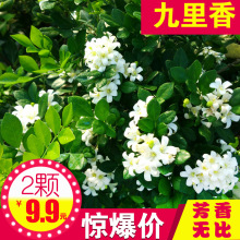 九里香盆栽包邮带花绿植盆栽七里香九里香苗开花香气袭人驱蚊植物