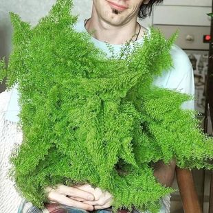 Marshmallow Fern Lace Fern Potted Marissa Fern Popular Plant Indoor and Outdoor Living Room Green Plant Scandinavian Ins Style