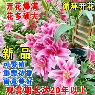 Double-Headed Perfume Lily Sprouting with Buds, Cold-Resistant Four-Season Potted Indoor and Outdoor Balcony Single-Petal Flower Green Plant Potted Plant