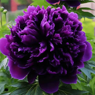 ĵ�������v�χ[���ϵ�ĵ�� ��ƷϡƷ�N 8���Ϙ��� ľ������ ��Ʒ