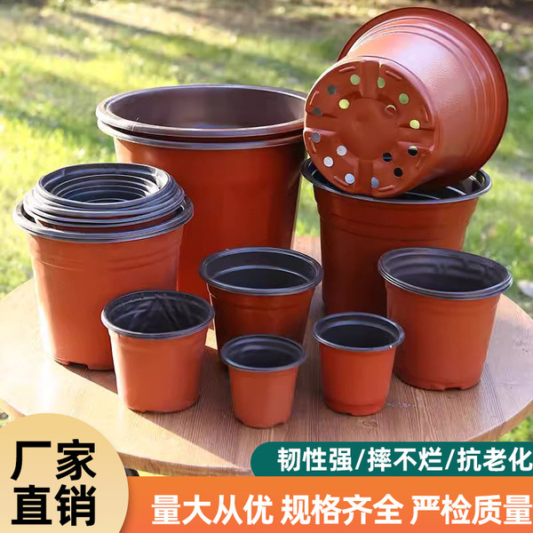 Cultivate the seedlings of seedling pots of two -color flower pot…