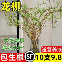 富贵竹龙柳鲜切枝绿植盆栽室内网红水培植物好养活干支雪柳