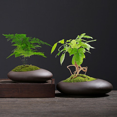 Antique purple sand pot butterfly orchid pothos asparagus fern money tree clivia orchid hanging orchid Chinese bonsai plant pot potted plant