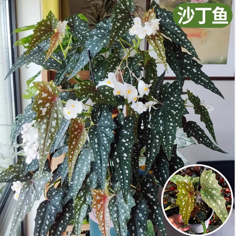 The most beautiful sardine begonia