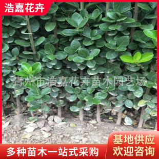�G����ľ�Nֲ���� ���U�������S��G�h�D 60-2�ױ������S��Ч��