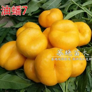 ���7̖����� ��Ҙ��� �S�����޽����箔��Y���Ϸ������N