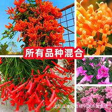 羳؛̻Nļ_ֲͥԺ̨Դ