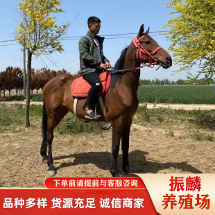 ��ͯ�T���R�����Rƥ�r�񾰅^�Ü�Ѫ�R ��Ѫ�R���U�B�R��