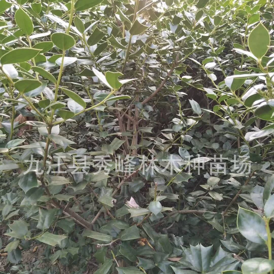 Остроголовник, остроголовник, семена остроголовника, птичье гнездо, кошачья шиповка, остроголовник, остроголовник, тигровая шиповка