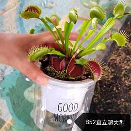 捕虫草食虫草猪笼草捕蚊子植物驱蚊食虫捕蝇草室内桌面小盆栽