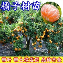 �������Ә��玧��������ɳ�ǽ����������Ե����ϱ����Nֲ����Y��