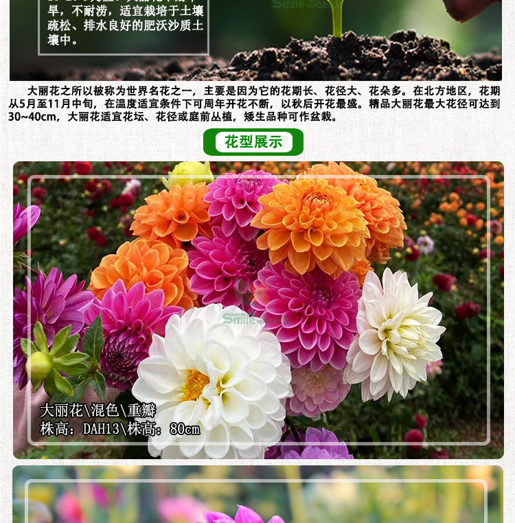 大丽花种子大丽花籽秋播花种籽四季家庭室内阳台盆栽春播花卉种子 植物景观 景观装饰网景观装饰网 景观装饰一件采购平台 中国景观装饰网