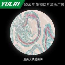 虞美人子房纵切高校医学院校用组织病理石蜡玻片标本显微镜