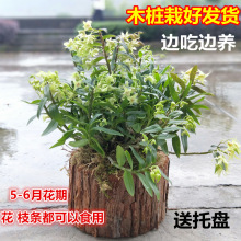 【带木桩发货】铁皮石斛苗树桩盆栽 室内绿植观茎植物花卉石斛一