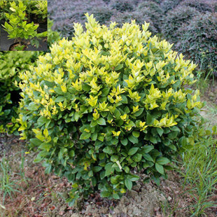 һ�����l��ɭŮؑ�����ͥԺ�ļ�������~�G�hֲ���ɭŮؑС��