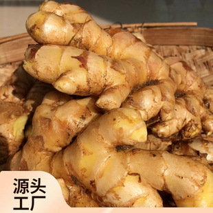 ll正宗云南新鲜小黄姜生姜干老姜嫩姜土姜子姜现挖高山沙姜500g包-阿里巴巴