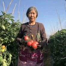 四川沙瓤番茄普罗旺斯水果西红柿新鲜蔬菜高山种植自然熟可生吃