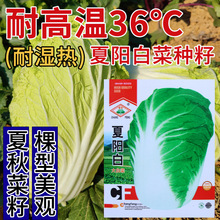 常丰夏阳白菜种子 厂家批发特小包装 耐高温36度夏秋播白菜种籽