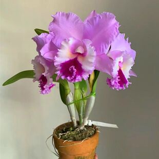 �¿� ̩�������m���������󻨝������mԭ��ʯ���������Ե�