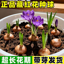 ș�òؼt���N�������ͺ��̓����ܷ��t���N�����҃�����ș�ķNֲ��