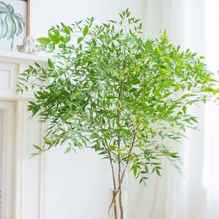 ������ˮ��ˮ�B�������Ե��R�R��ľƽ���r���҃�����Gֲ���Bֲ��