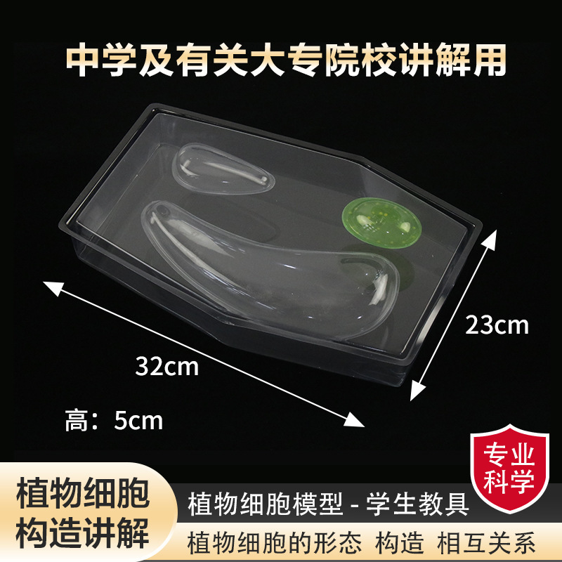 Plant cell model The morphological structure of plant cells is…