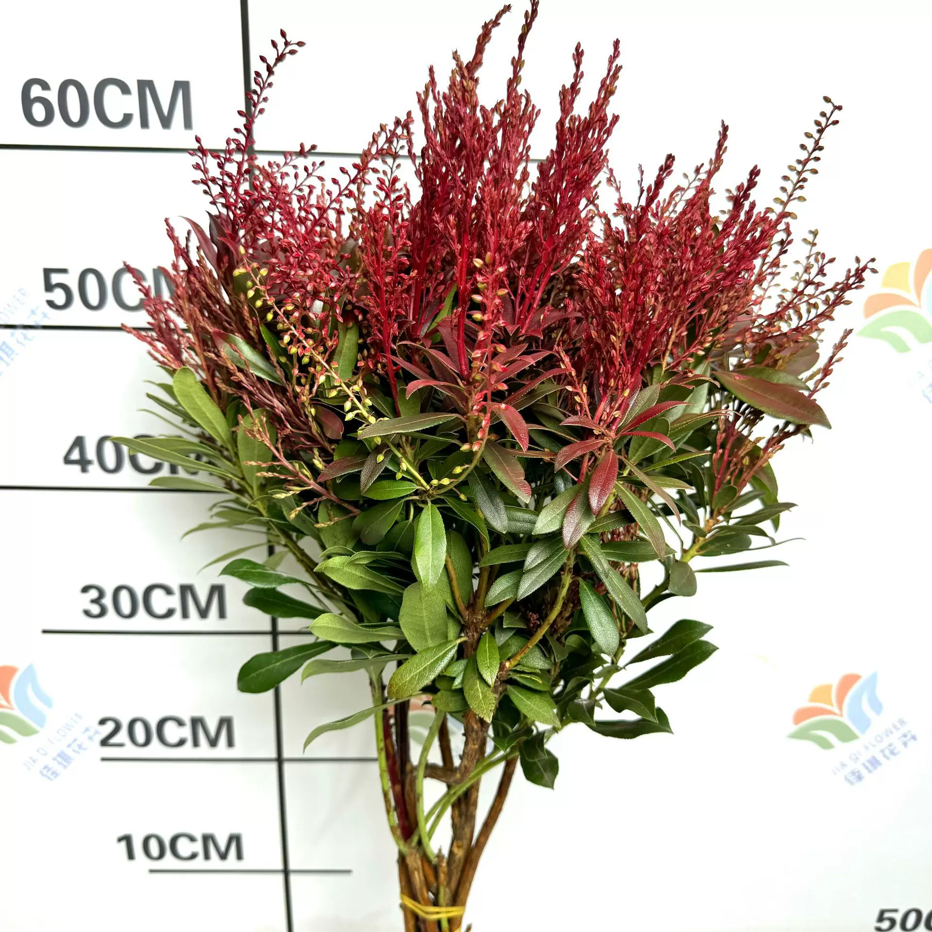 山里红鲜花云南昆明基地直发婚庆花材活动布置婚车装饰花鲜切花