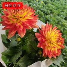 �ذ��С�������� �G������������   �ͺ������L