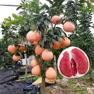 Grafted Pomelo Saplings, Large Pomelo Saplings, Courtyard Cold-Resistant Planting in the North and South, Potted Plants, Bearing Fruit in the Same Year