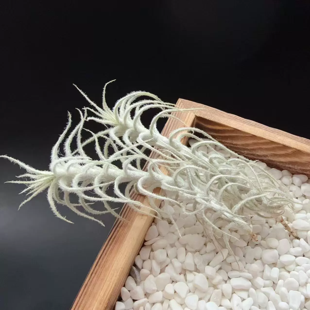 Дэвис снежный шелкопряд, T.stellifera, импортный воздушный ананас, беспочвенное растение, ленивая база, оптовая цена