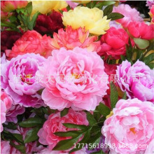 ���羳��؛���������ػ�����շN�ӻ�ɫľ���շN���ļ��׷N��ľ��