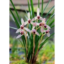 ����ϷN�m���� ɏ���m  һƷ���� ����ɫ�G��Ư�� ����