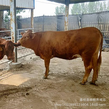 山东哪里卖鲁西黄牛 出售鲁西黄牛活体 育肥改良鲁西黄牛价格