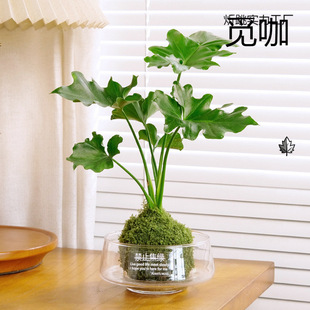 ˮ���҃�ֲ����B����lؔ����������k���҃����׻�С�;Gֲ����