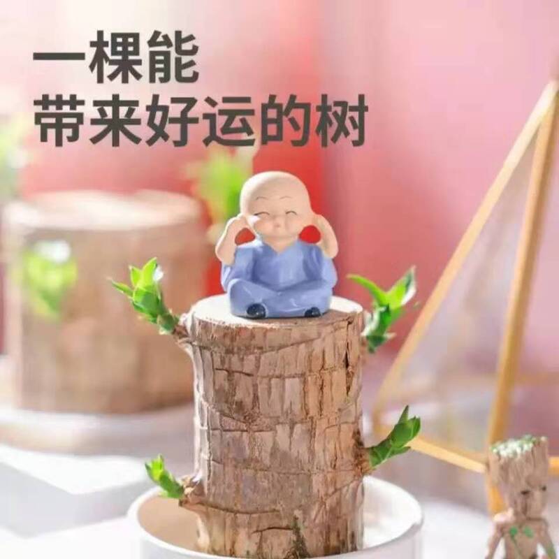 Brazilian Wood Hydroponic Plant Lucky Wood Tree Stump Desktop Potted Plant Groot Easy to Grow and Germinate in All Seasons Brazilian Wood Hydroponic Plant Lucky Wood Tree Stump Desktop Potted Plant Groot Easy to Grow and Germinate in All Seasons