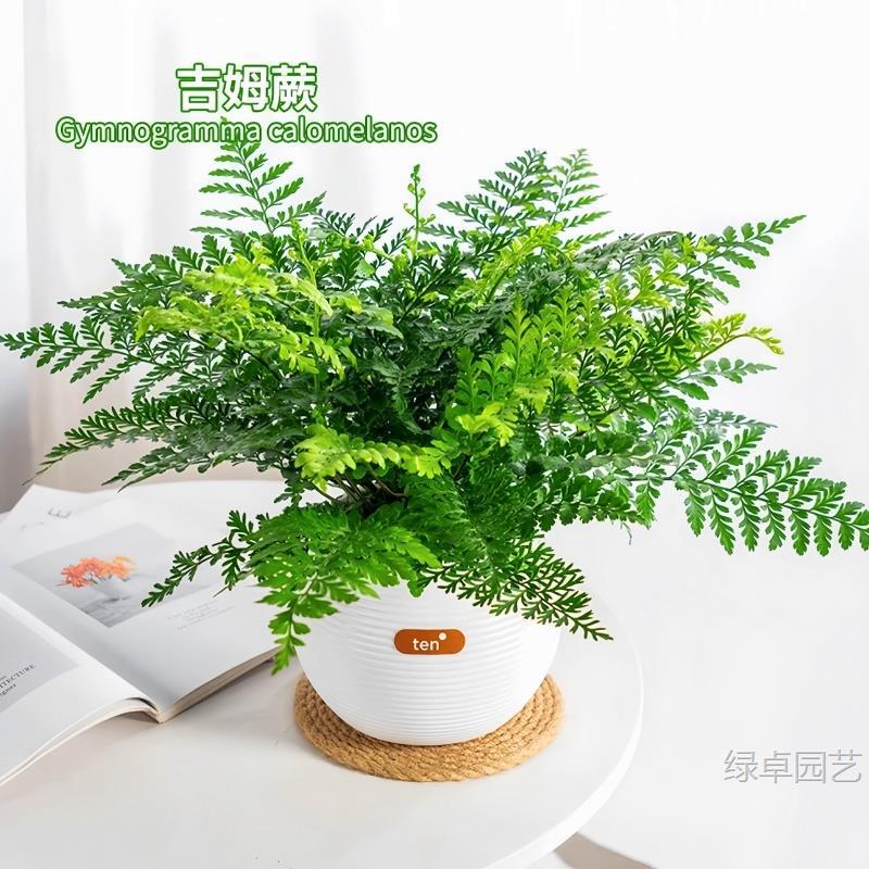 Jim Bonsai Fern Potted Plant, Popular Fern Plant, Office Green Plant, Indoor European Peace Fern, Iron Fern