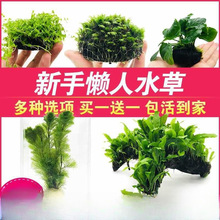 ˮ�����~���쾰�b�ˮ�ݷN����ˮ��Ī˹����ˮ�ݻ��w��ľ�ײ�ֲ��