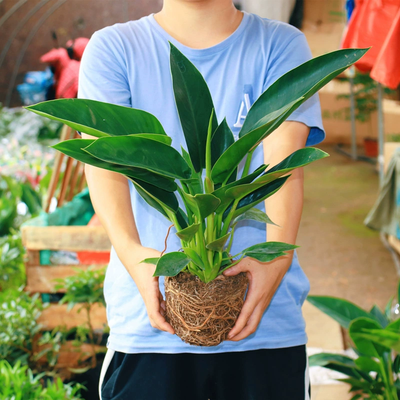 Крупнолистовой Зеленый принцесса золотой бриллиант горшок гидропонное растение офис в помещении гостиная хорошие цветы зеленое растение вечнозеленое