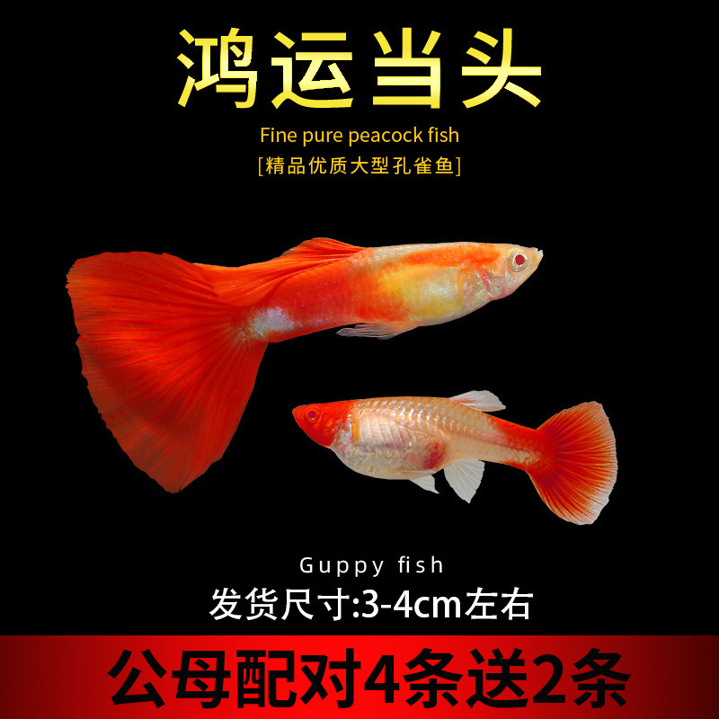 孔雀鱼精品小鱼缸观赏鱼好养耐活热带鱼活鱼天空蓝小型小鱼苗|undefined