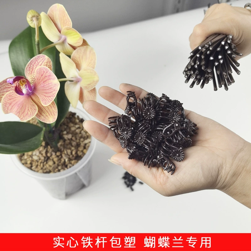 Фоленопсис специальный кронштейн орхидея с цветочным закреплением защитный чехол для растений