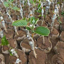猕猴桃树果苗红心徐香软枣猕猴桃树苗南北方种植嫁接果树当年结果