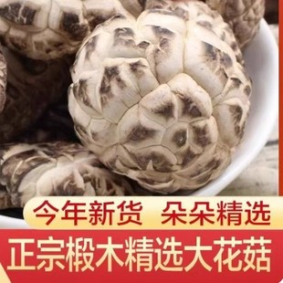 �|���󻨹���؛500g�ľ���㹽����Ģ�������������÷��ؼ���Ұ��